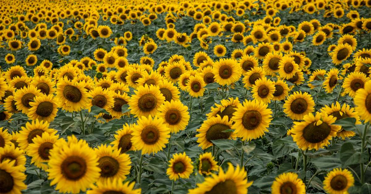 Explore the 2025 Sunflower Trail at Balgone Estate, East Lothian