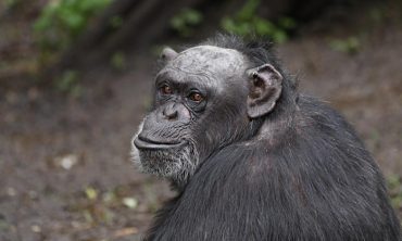 Sunrise Safari Tours: The Primate Plod