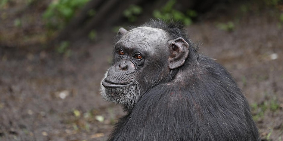 Sunrise Safari Tours: The Primate Plod - Edinburgh Zoo